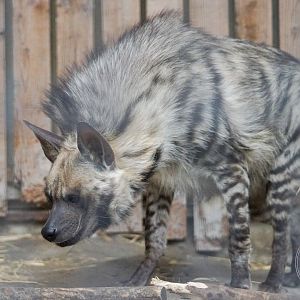 Striped Hyena (Hyaena hyaena)