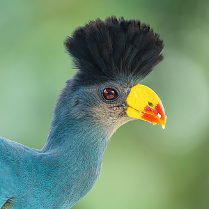 Great Blue Turaco (Corythaeola Cristata)