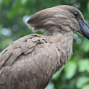 Hamerkop (Scopus umbretta)