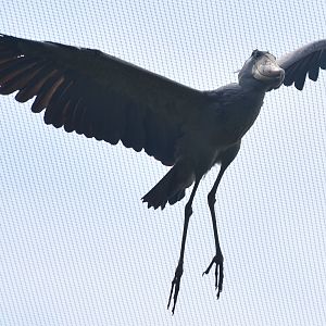 Shoebill (Balaeniceps rex) in flight