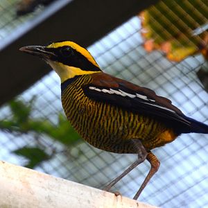 Javan banded pitta (Hydrornis guajanus)