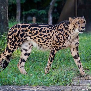 "King" Cheetah (Acinonyx jubatus)