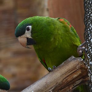 Southern red-shouldered macaw (Diopsittaca nobilis cumanensis)