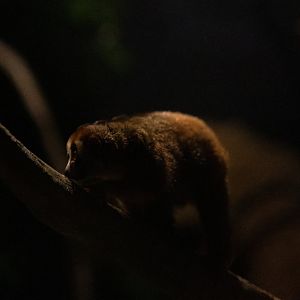 Sunda Slow Loris (Nycticebus coucang)