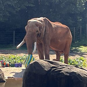 C’Sar opening piñatas filled with hay