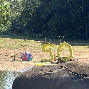 C’Sar’s birthday: 50 filled with hay