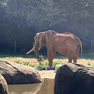 C’Sar eating browse