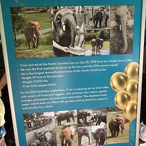 C’Sar’s life story