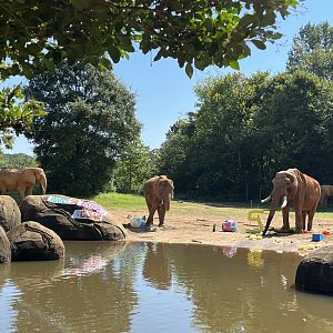 Female Elephants joining C’Sar