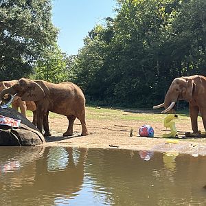 Female elephants eating C’Sar’s banner
