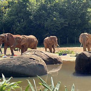 C’Sar and the Females