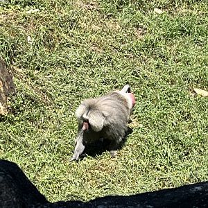 Hamadryas Baboon