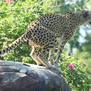 Cheetah (Acinonyx jubatus jubatus)