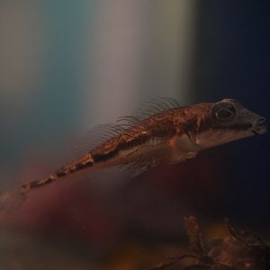 Arctic Fish @ Vancouver Aquarium