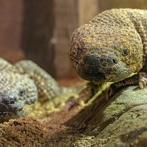 Beaded lizard : Cotswold WP : 02 Aug 2024