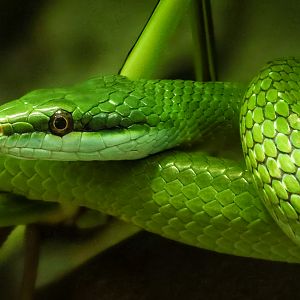 Rhinoceros ratsnake : Cotswold WP : 02 Aug 2024
