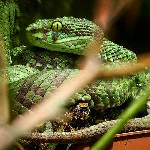 Beautiful pit viper : Cotswold WP : 02 Aug 2024