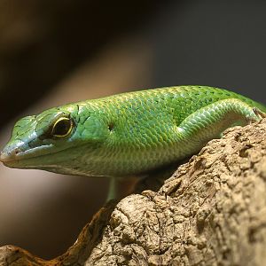 Emerald tree skink : Cotswold WP : 02 Aug 2024