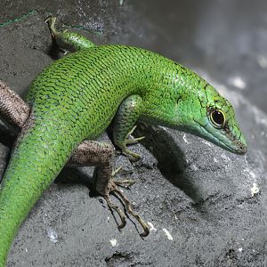 Emerald tree skink : Cotswold WP : 02 Aug 2024