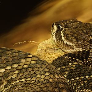 Eastern diamondback rattlesnake : Cotswold WP : 02 Aug 2024