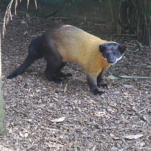 Yellow-throated Marten 1/8/24