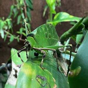 Bugs at Home - Malaysian leaf katydid 130624