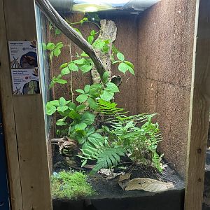 Bugs at Home - Vampire crab and Giant Malaysian leaf insect exhibit 130624