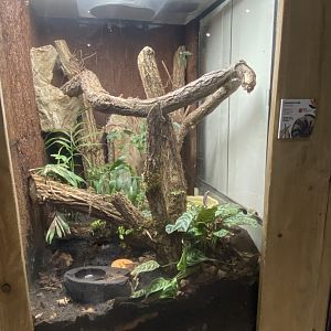 Bugs at Home - Coconut crab exhibit 130624