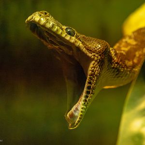 Bredl's python : Cotswold WP : 02 Aug 2024