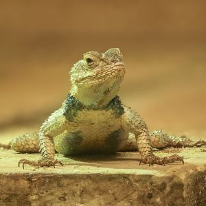 Blue spiny lizard : Cotswold WP : 02 Aug 2024