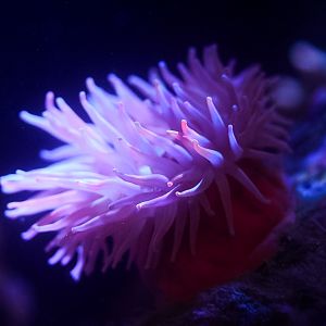 Arctic Anemone