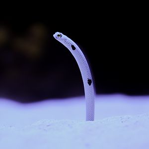 Spotted Garden Eel