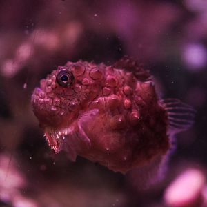 Atlantic Spiny Lumpsucker