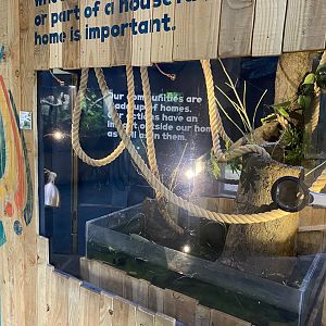 Bugs at Home - Leafcutter ants exhibit 130624