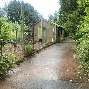 Collared peccary exhibit 130624