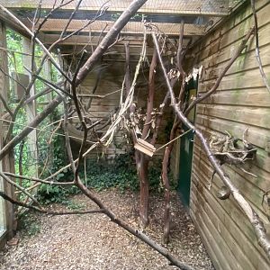 Monkey Heights - Emperor tamarin outdoors 130624