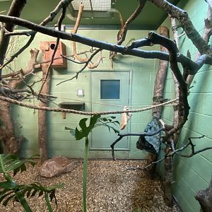 Monkey Heights - Emperor tamarin indoors 130624