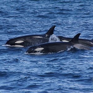 Killer Whale (Orcinus orca)
