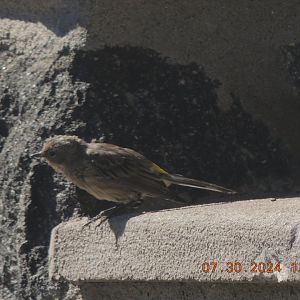 yellow rumped warbler