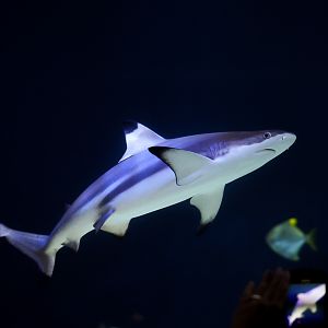 Blacktip Reef Shark