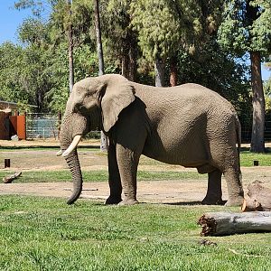 African bull elephant