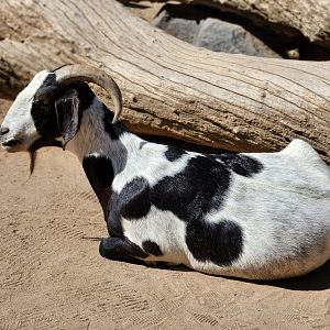 Valley farm goat