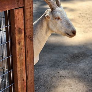 Peaking goat