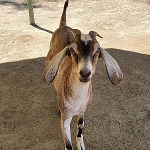 Brown goat