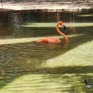 Swimming flamingo