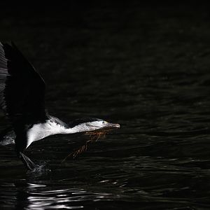 New Zealand Pied Shag with nest material