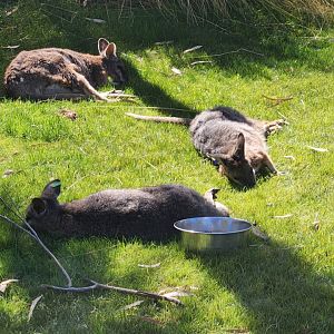 Sleeping wallabies