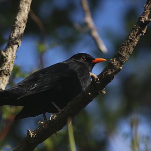 Common Blackbird male