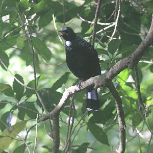 Tūī