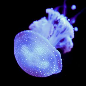 Australian Spotted Jelly